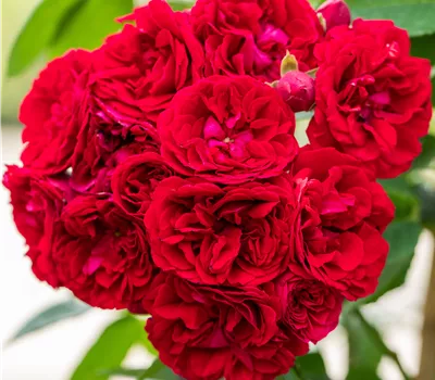 Rosa 'Chevy Chase' KL Rosa 'Chevy Chase' KL