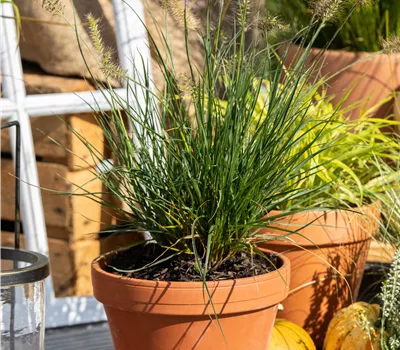 Pennisetum alopecuroides 'Little Bunny'