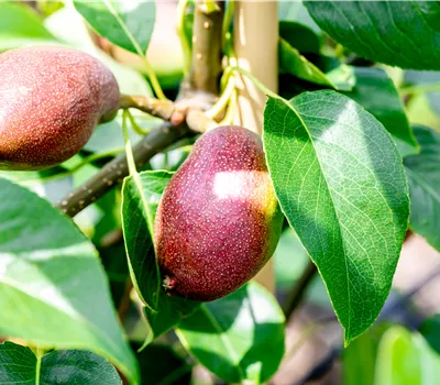 Pyrus com.'Benita' CAC Pyrus com.'Benita' CAC