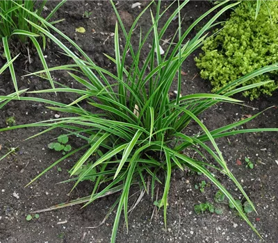 Carex morrowii 'Variegata' Carex morrowii 'Variegata'