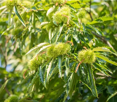 Castanea sativa 'Ecker 1' Castanea sativa 'Ecker 1'