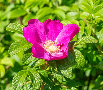 Rosa nitida