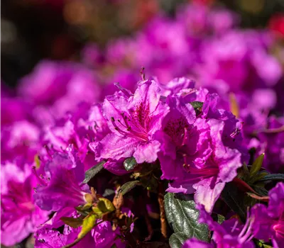 Rhododendron obt.'Königstein'