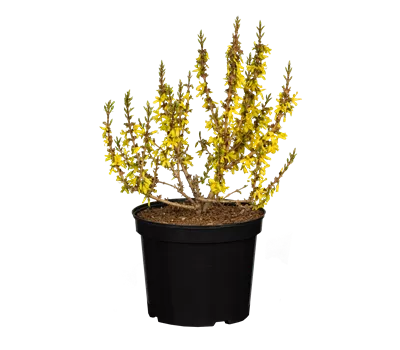 Forsythia 'Mikador' -R- Forsythia 'Mikador' -R-