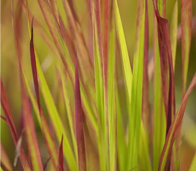 Imperata 'Red Baron'