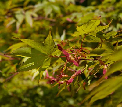 Acer palmatum 'Osakazuki' Acer palmatum 'Osakazuki'
