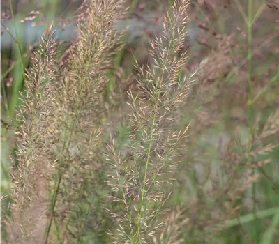 Calamagrostis brachytricha