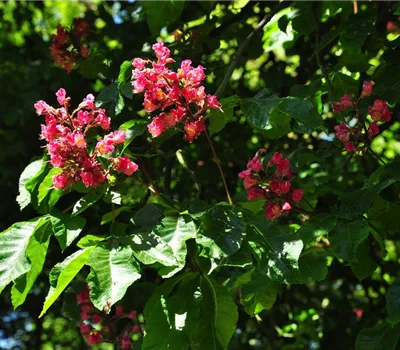 Aesculus carnea 'Briotii'