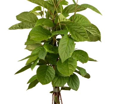 Schisandra chinensis Schisandra chinensis