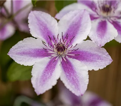 Clematis 'Darius'