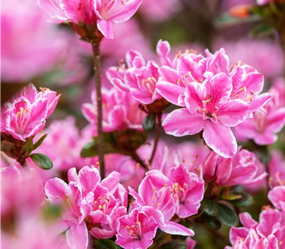 Rhododendron obt.'Kermesina Rose'