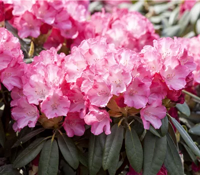 Rhododendron yak.'Pink Cherub'