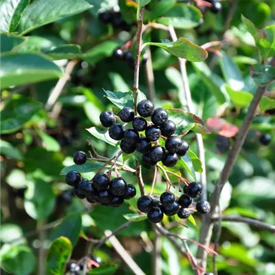Aronia prunifolia 'Nero'