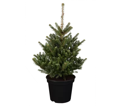 Abies koreana 'Sämling' Abies koreana 'Sämling'