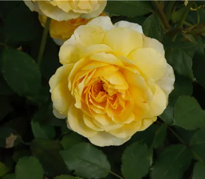 Rosa 'Goldstern' -R- KL Rosa 'Goldstern' -R- KL