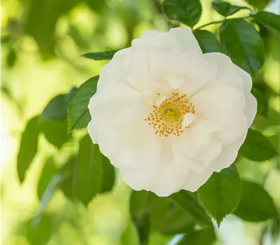 Rosa 'Hella' -R- KL Rosa 'Hella' -R- KL