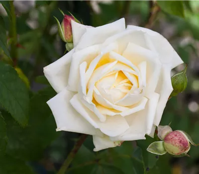 Rosa 'Elfe' -R- KL Rosa 'Elfe' -R- KL