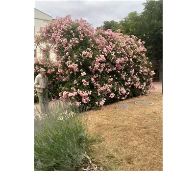 Rosa 'Heidekönigin' -R- KL Rosa 'Heidekönigin' -R- KL