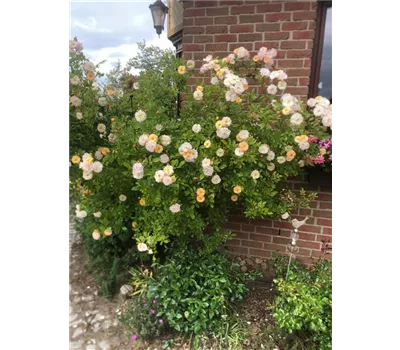 Rosa 'Ghislaine de Feligonde' KL Rosa 'Ghislaine de Feligonde' KL