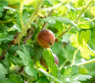 Ribes uva-crispa 'Redeva' -S- CAC