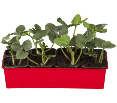 Fragaria 'Korona' -S- CAC