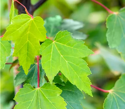 Acer rubrum 'Red Sunset'