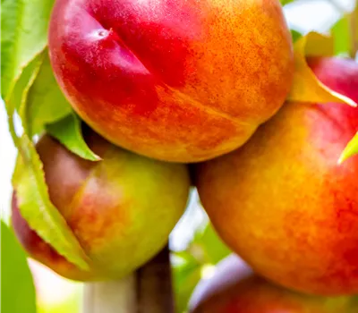 Prunus nuc.'Nectared 4' CAC