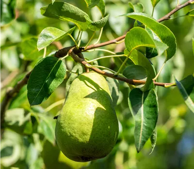 Pyrus com.'Harrow Sweet' -S- CAC