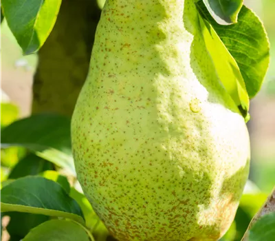 Pyrus com.'Novembra' CAC