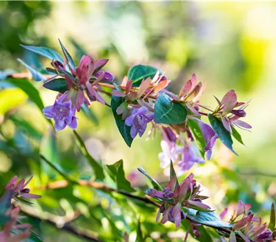 Abelia 'Edward Goucher'