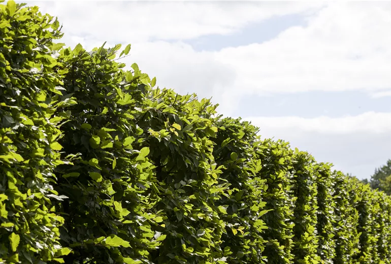 Carpinus betulus 'Frans Fontaine'