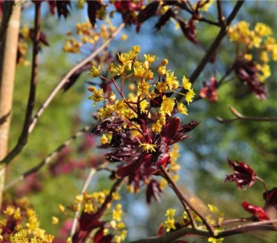 Acer platanoides 'Crimson King'
