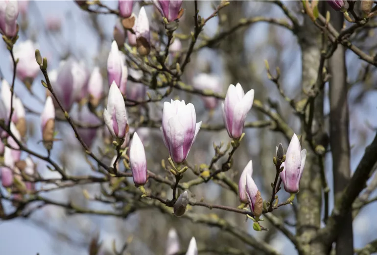 Magnolia x soulangiana 'Heaven Scent'