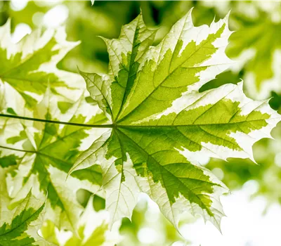 Acer platanoides 'Drummondii'