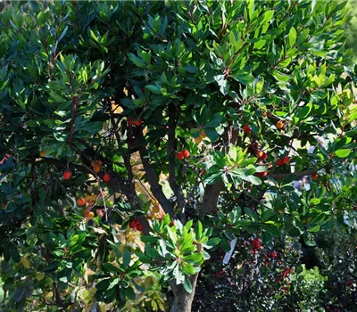 Arbutus unedo
