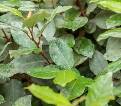 Elaeagnus ebbingei 'Compacta'