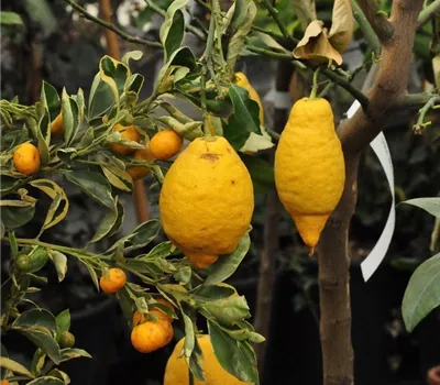 Citrus 'Limone' CAC