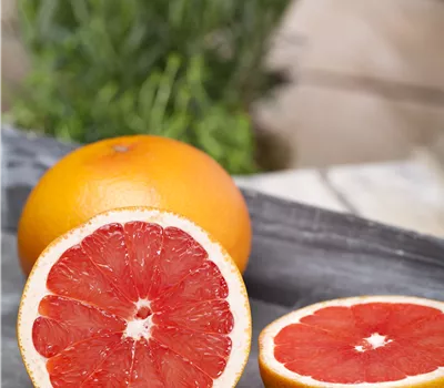 Citrus sinensis 'Sanguinello' CAC