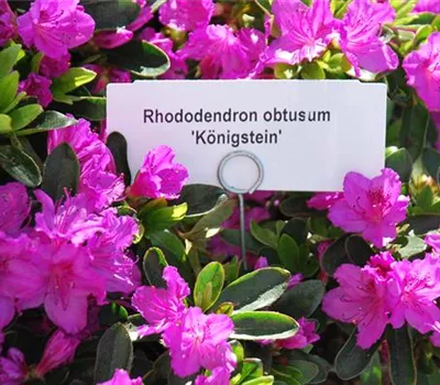 Rhododendron obt.'Königstein'