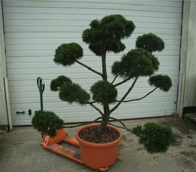 Pinus mugo mughus