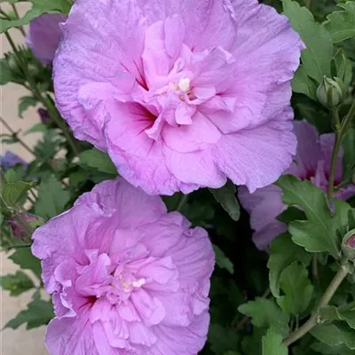 Hibiscus syriacus 'Lavender Chiffon' -R-