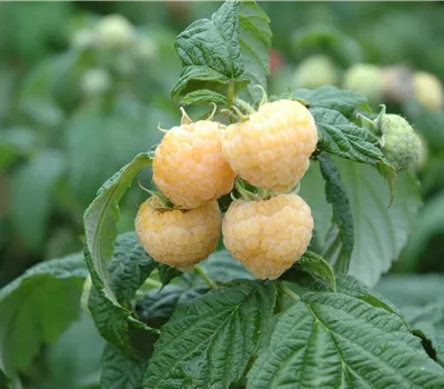 Rubus id.'Golden Everest' CAC