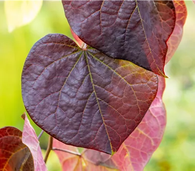Cercis canadensis 'Ruby Falls' -R-
