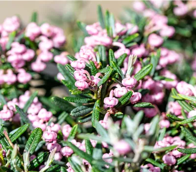 Andromeda polifolia 'Blue Ice'