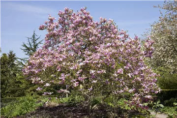 Magnolien als frühblühendes Highlight im Garten 