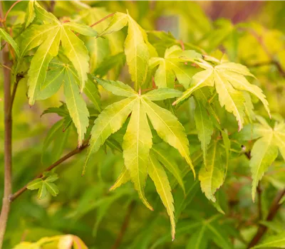 Acer palmatum 'Katsura'