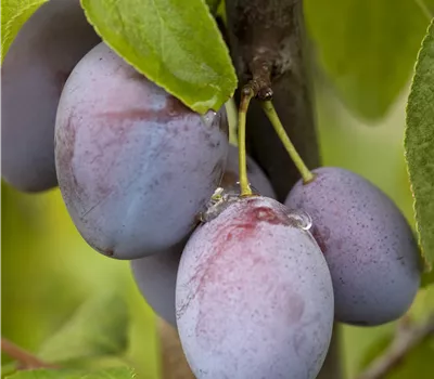 Prunus dom.'Jojo'
