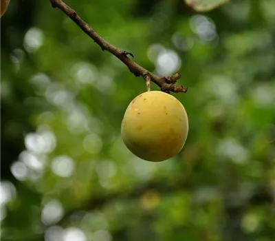 Prunus ital.'Oullins Reneklode' CAC