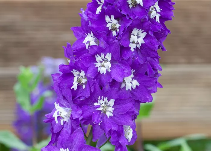 Rittersporn . Einpflanzen im Garten