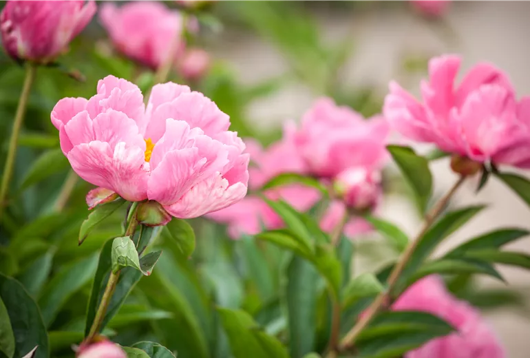 Paeonia lactiflora